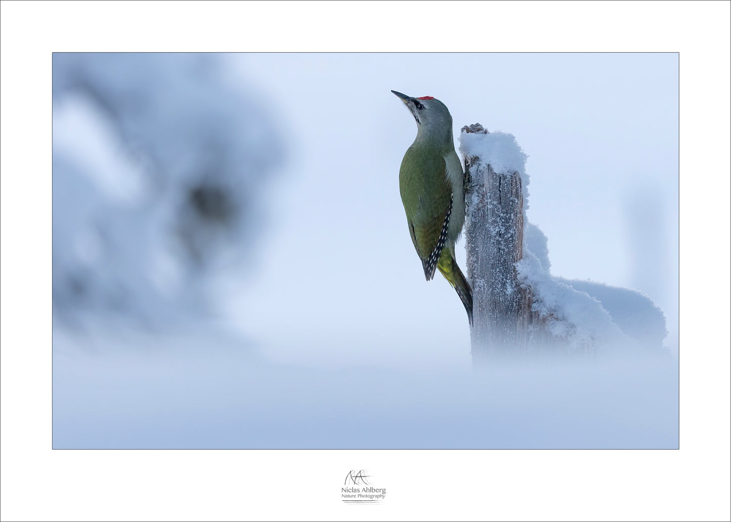 Grey-headed woodpecker in snow
