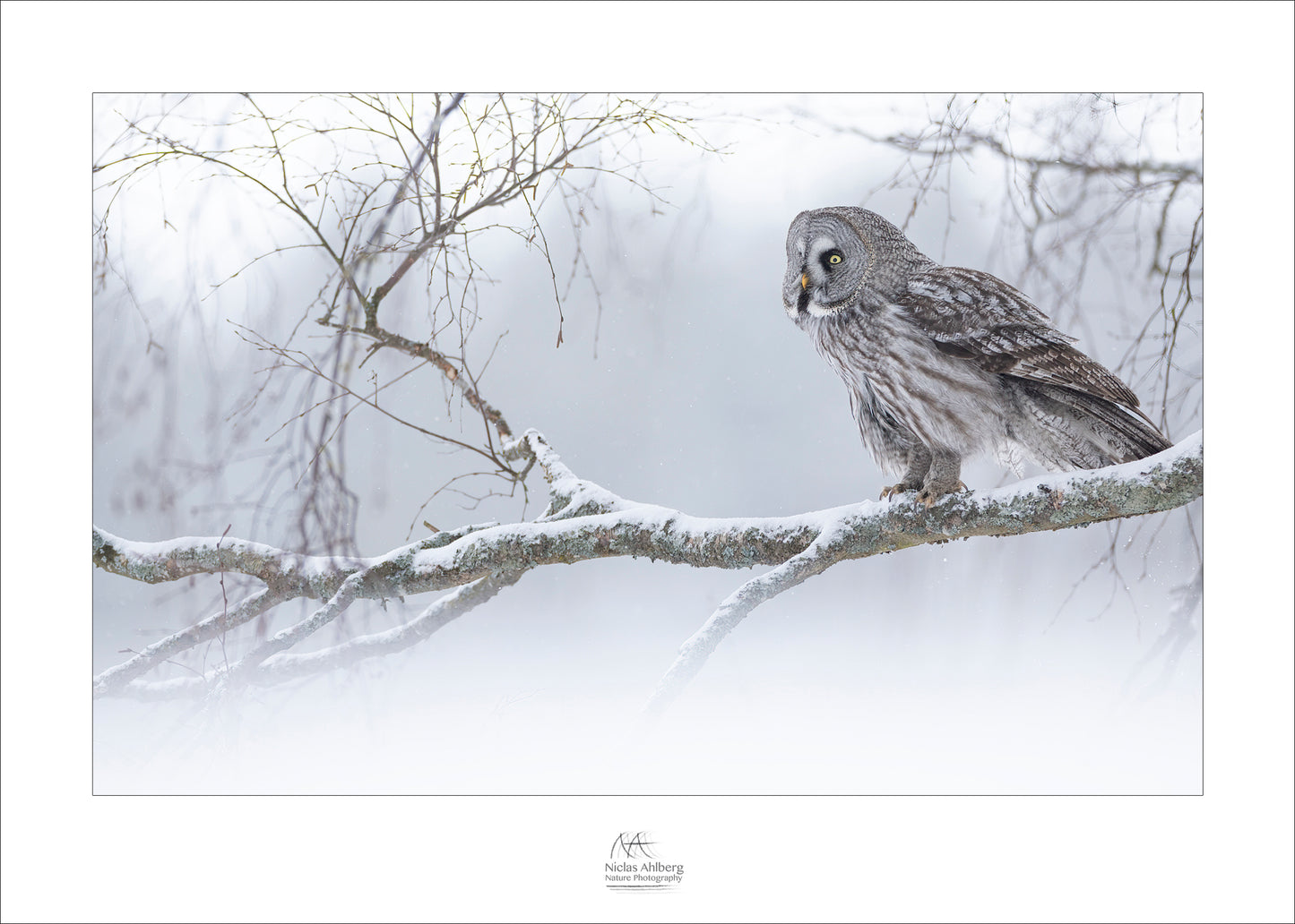 Great grey owl in winter landscape