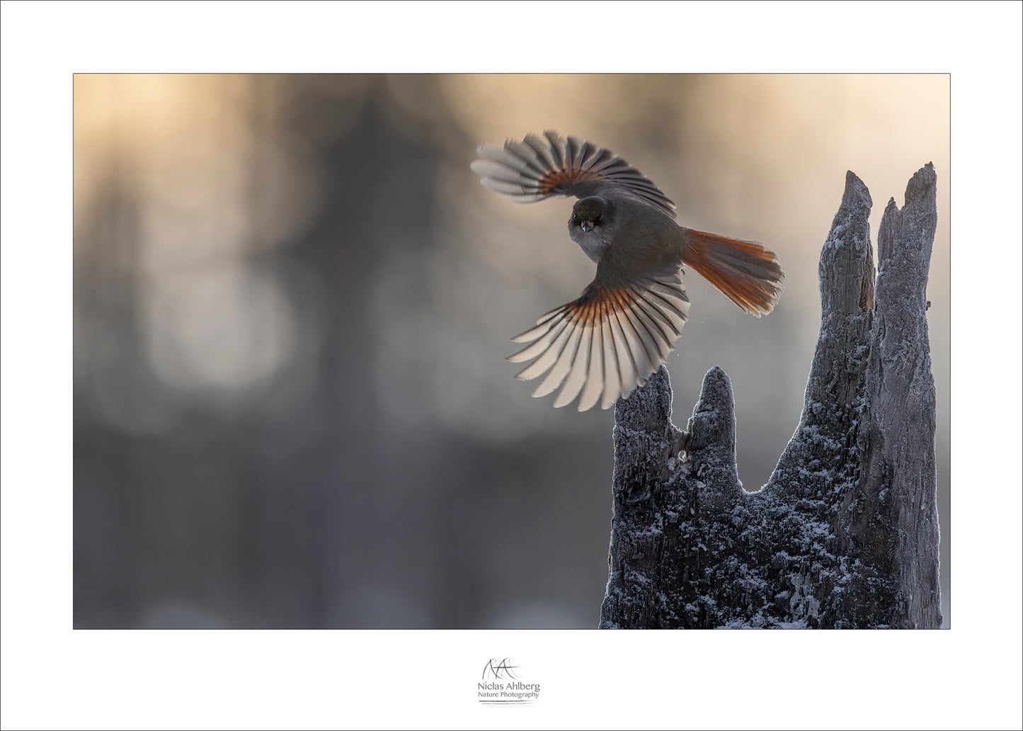 Sibirean jay in flight