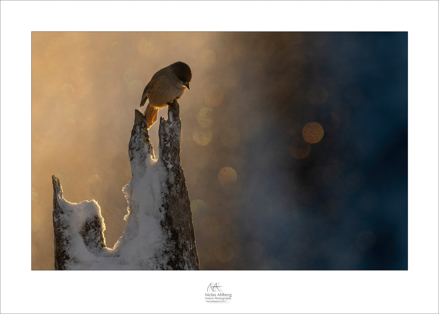 A sibirean jay in golden snow