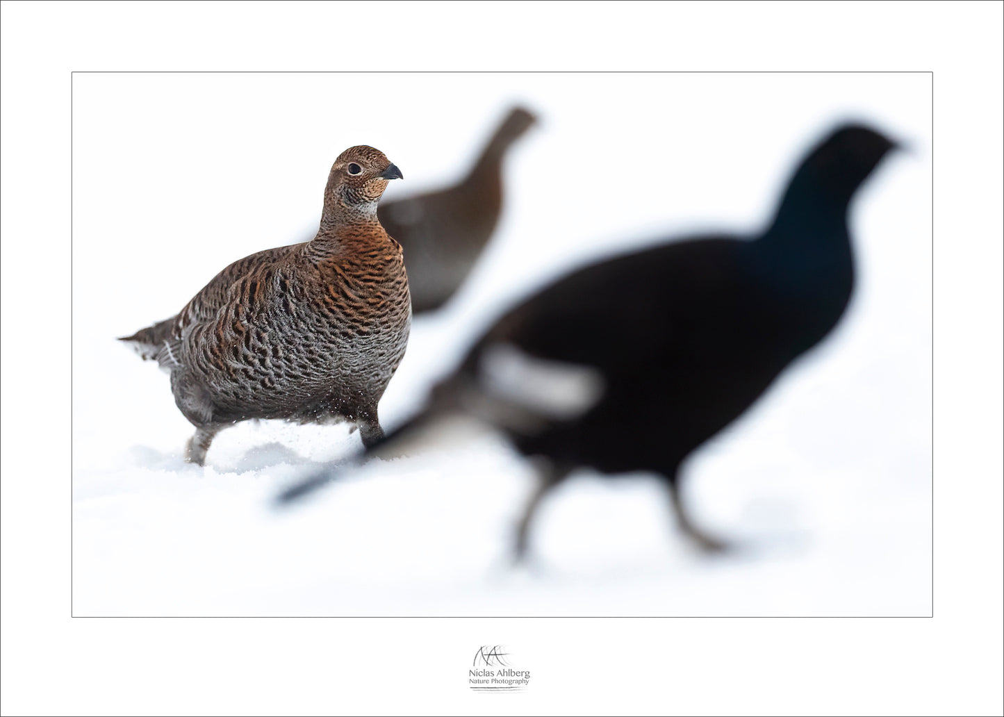 Black grouse on snow