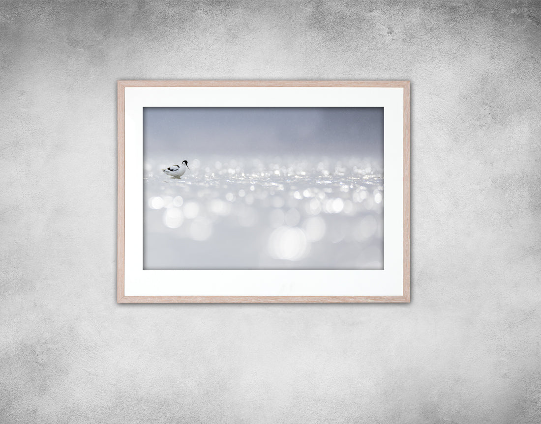 Bubbly avocet