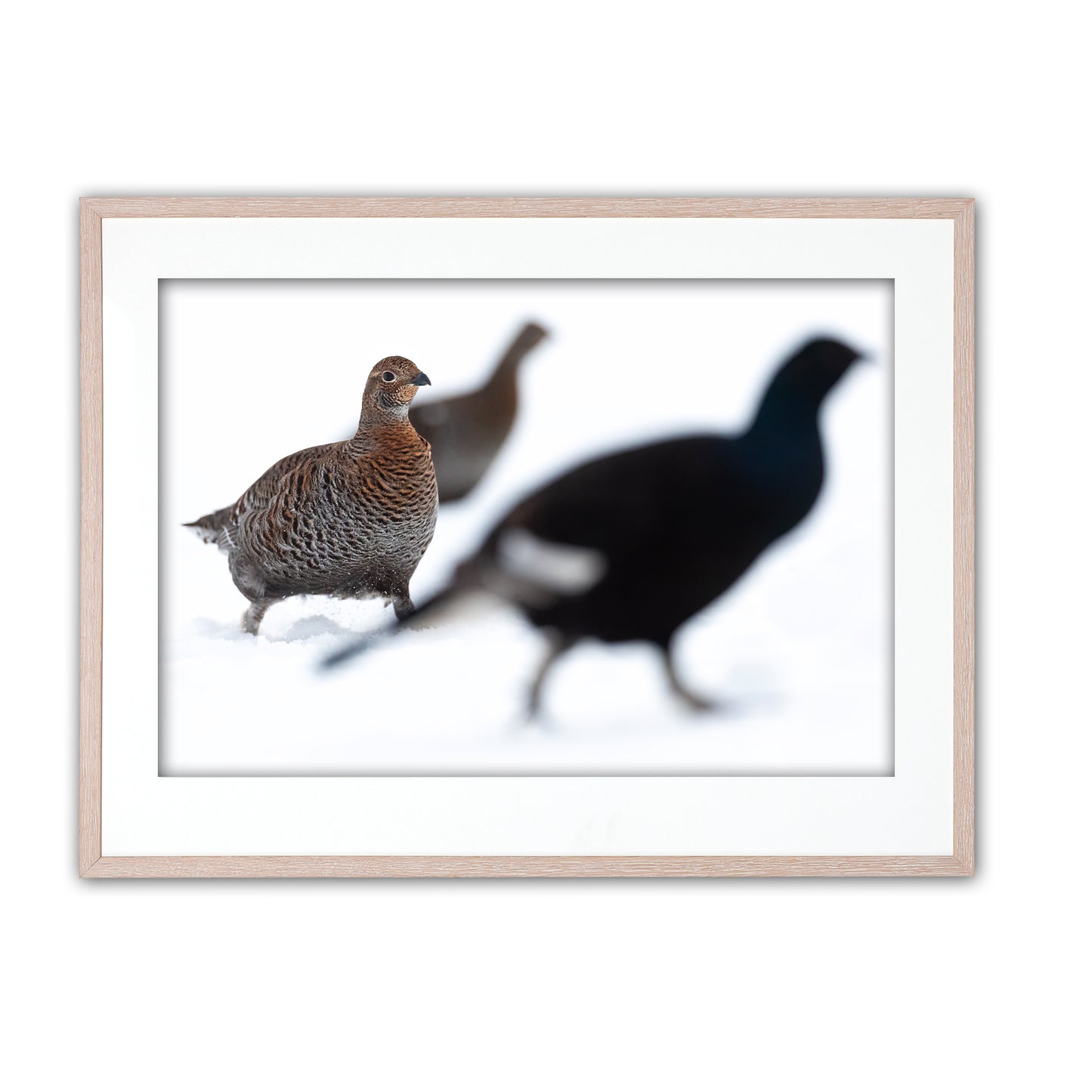 Black grouse on snow