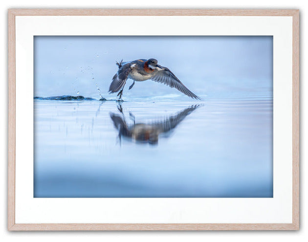 Smalnäbbad simsnäppa