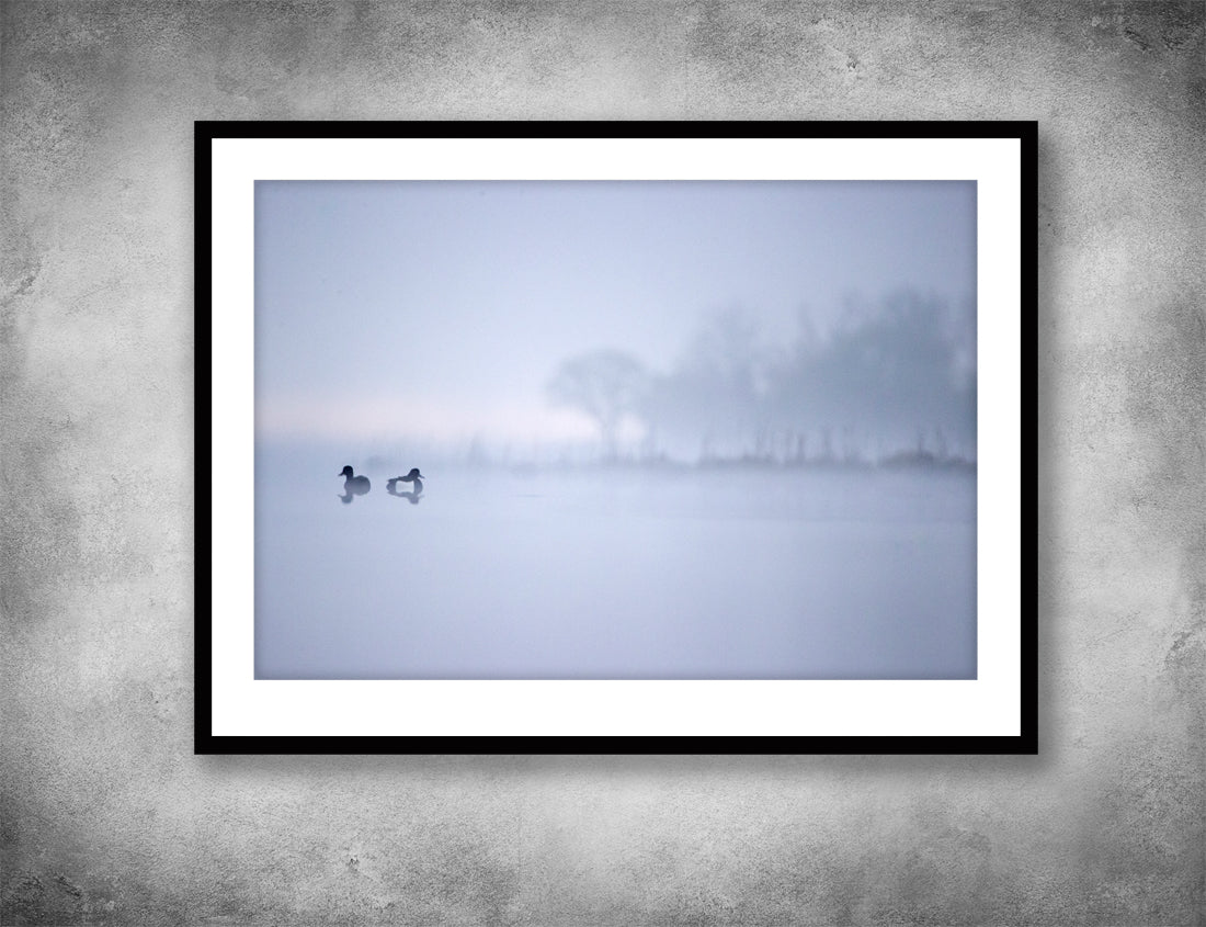 Tufted ducks in the mist