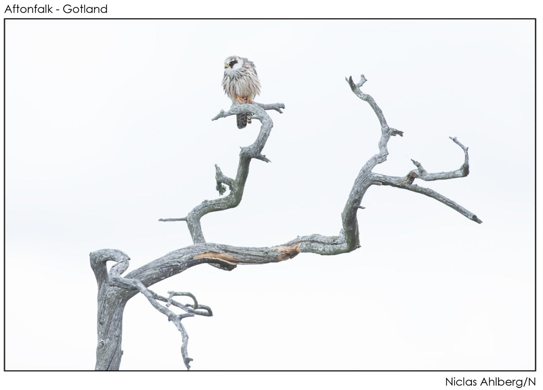 Red-footed falcon in a snag