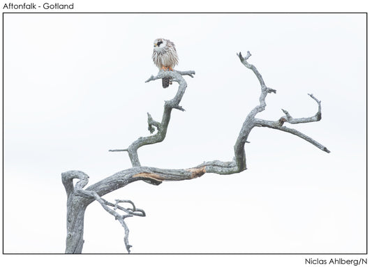 Red-footed falcon in a snag