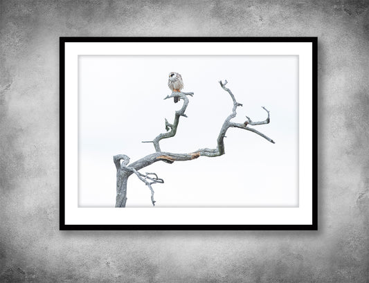 Red-footed falcon on a snag 