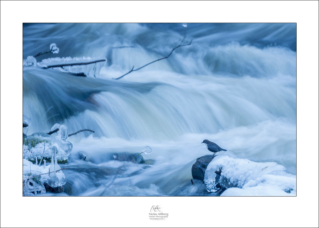 Dipper in the stream