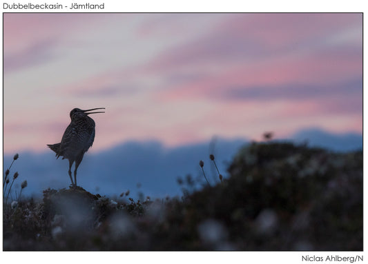 Great snipe display in the summer night