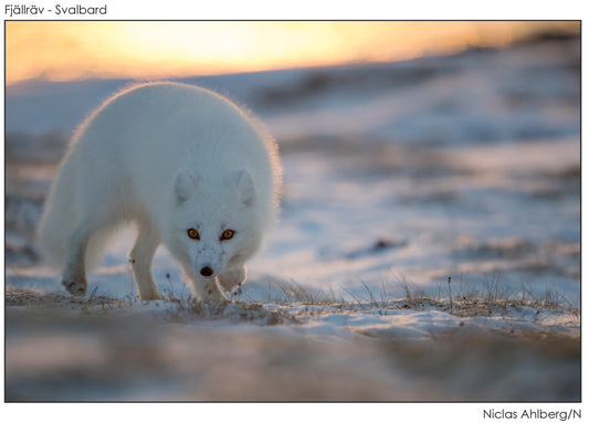 Arctic fox in backlight