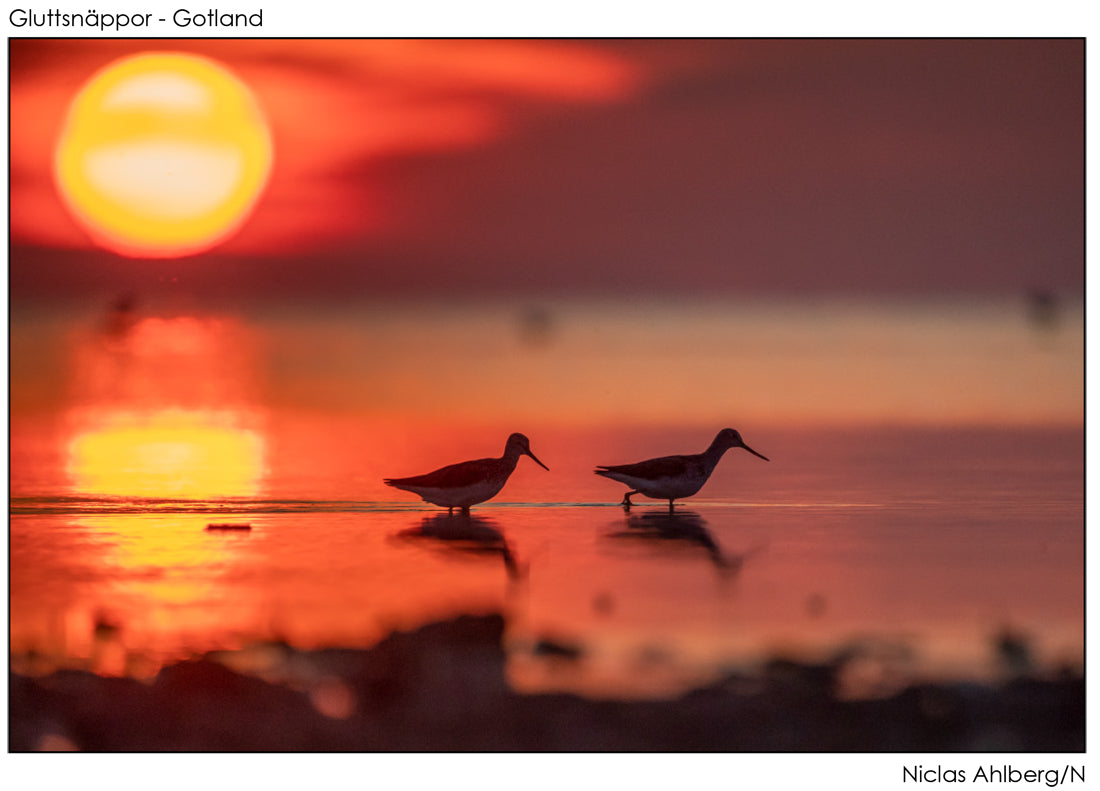 Common greenshanks at sunrise