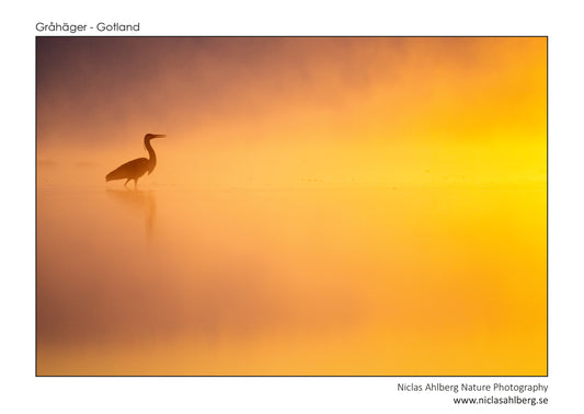 Gray heron phoenix