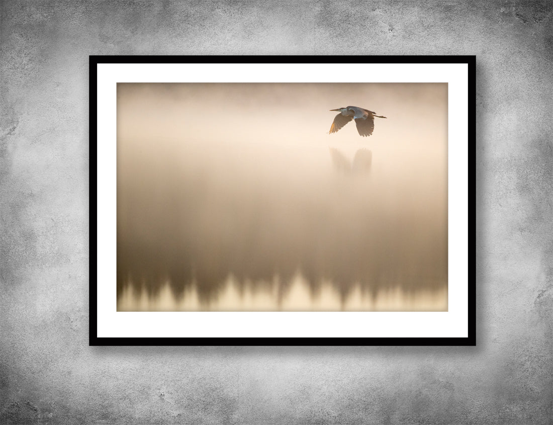 Gray heron in flight