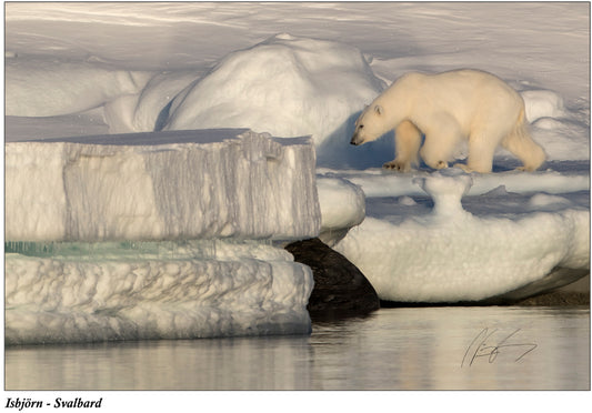 Isbjörn på Svalbard