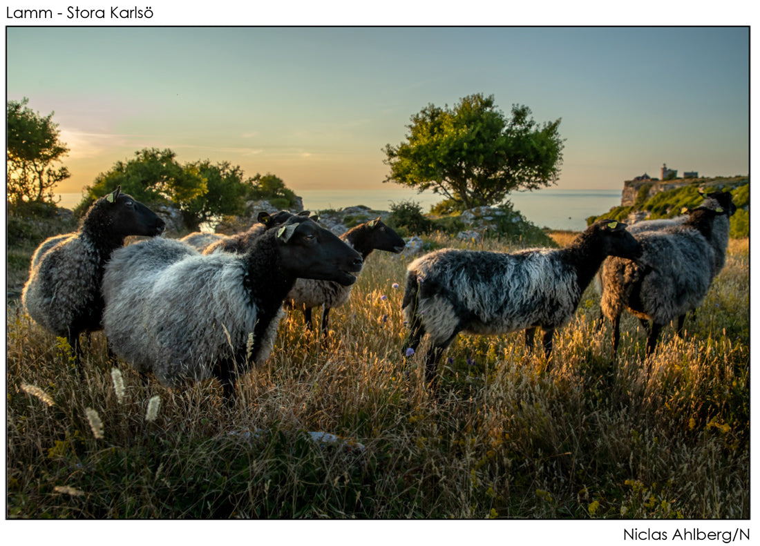 Karlsö Sheep