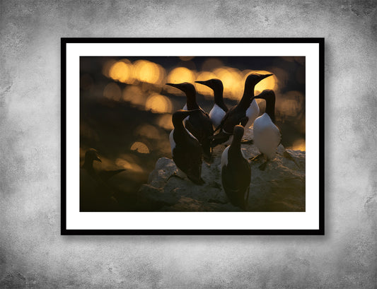 Cosy guillemots