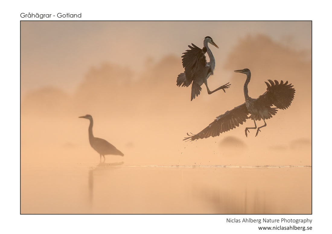 Kung Fu Herons