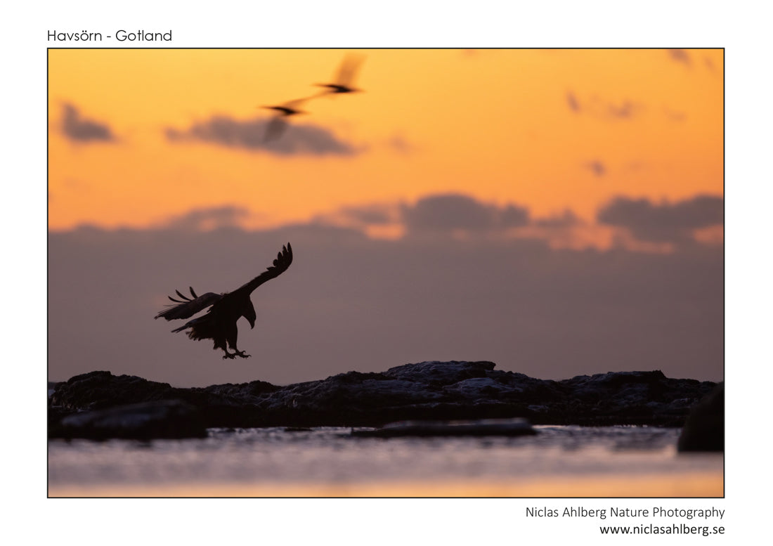 Landing eagle