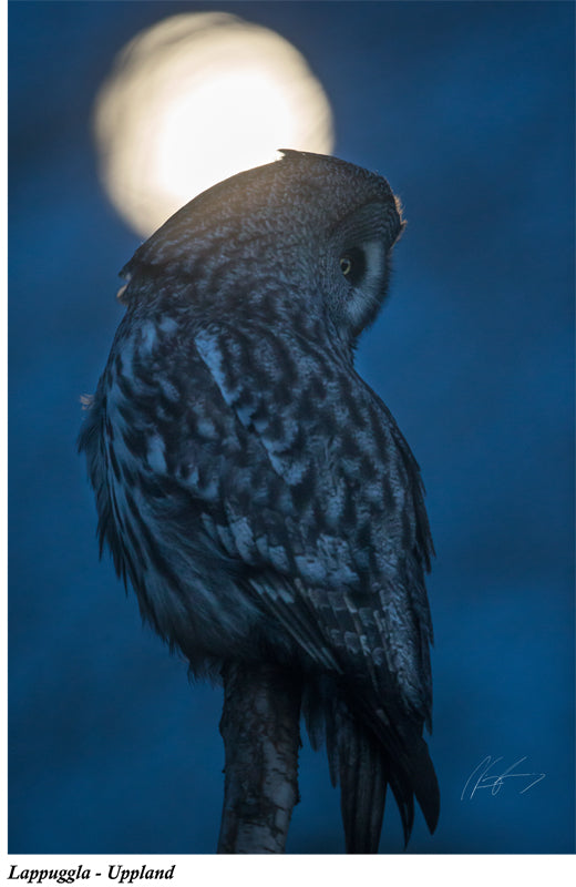 The great grey owl and the moon