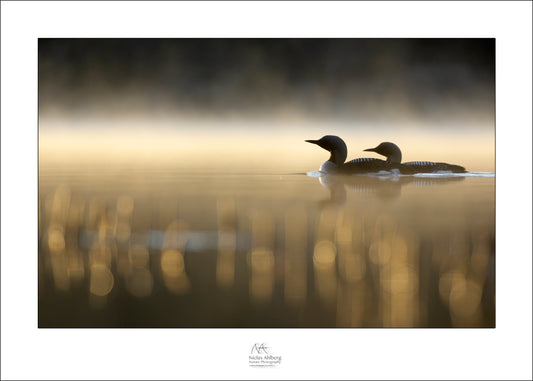 Morning with the divers