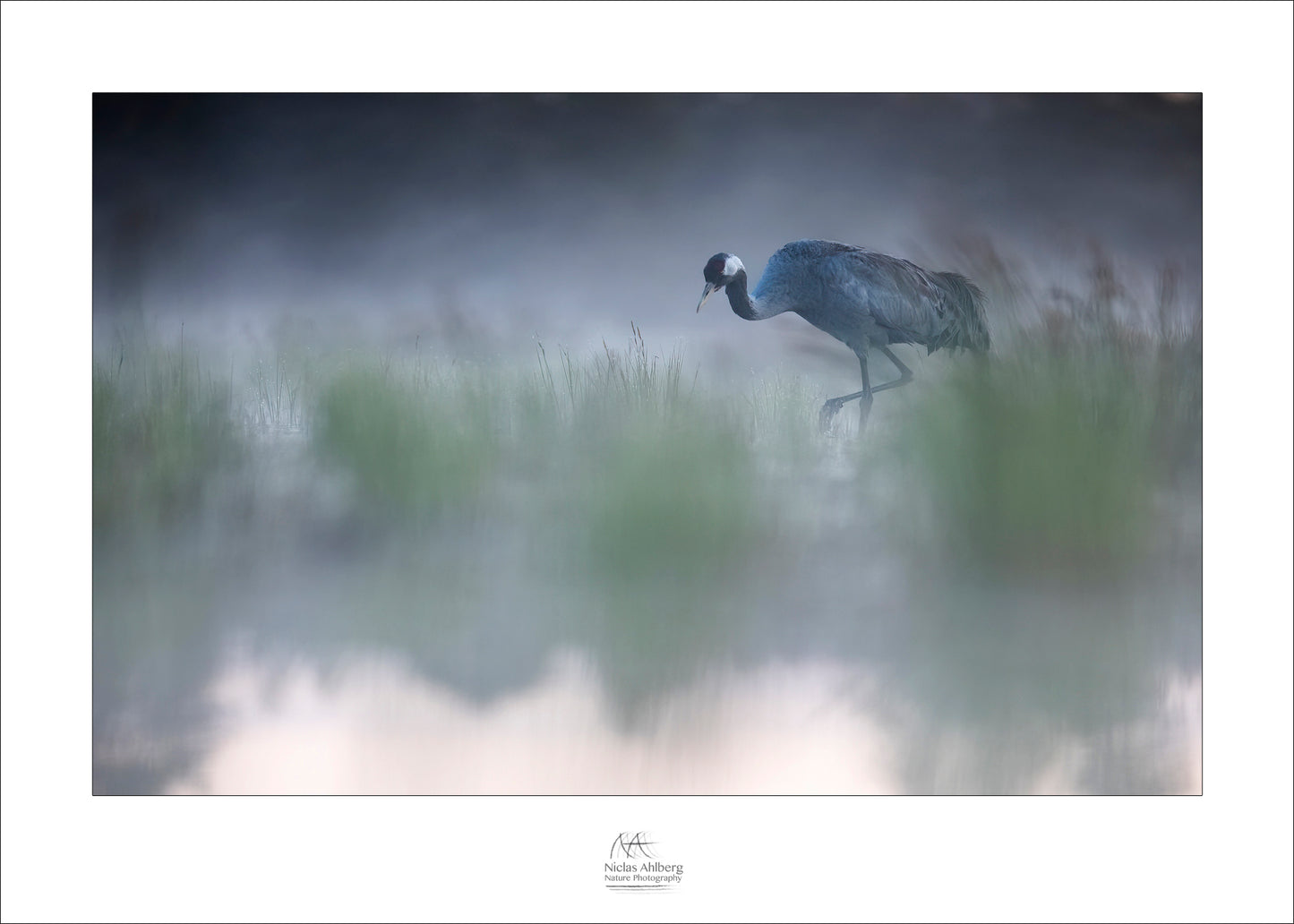 Dawn in the marsh 