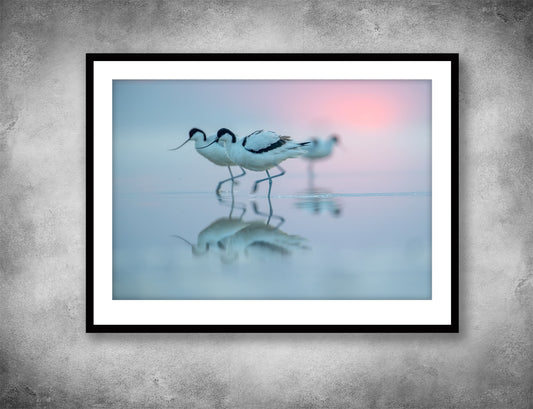 Avocets in pastel