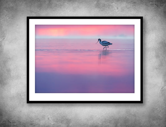 Pink avocet