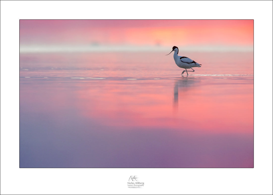 Pink avocet