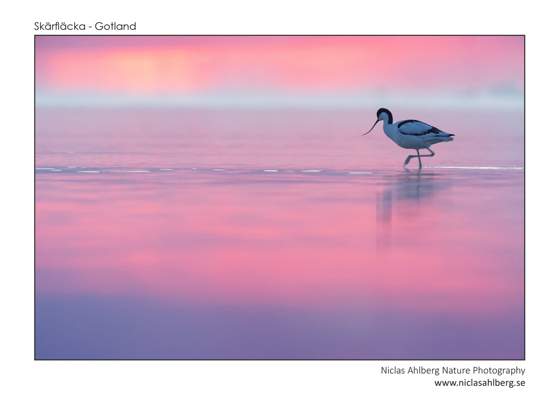 Pink avocet