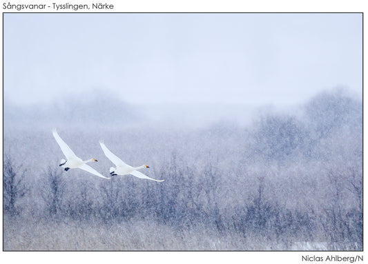 Whooper swans in snowfall