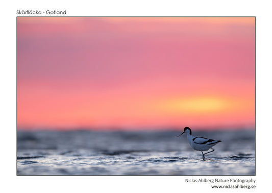 Avocet at dawn