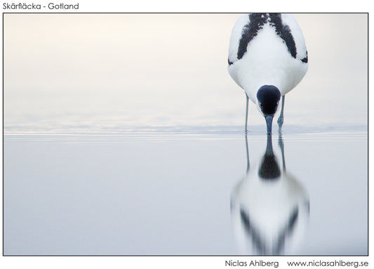 Graphic avocet