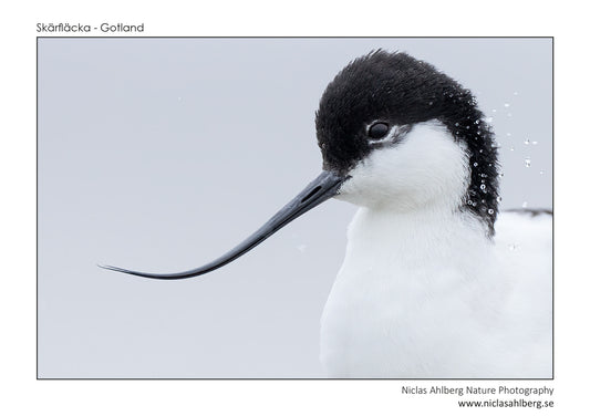 Avocet portrait