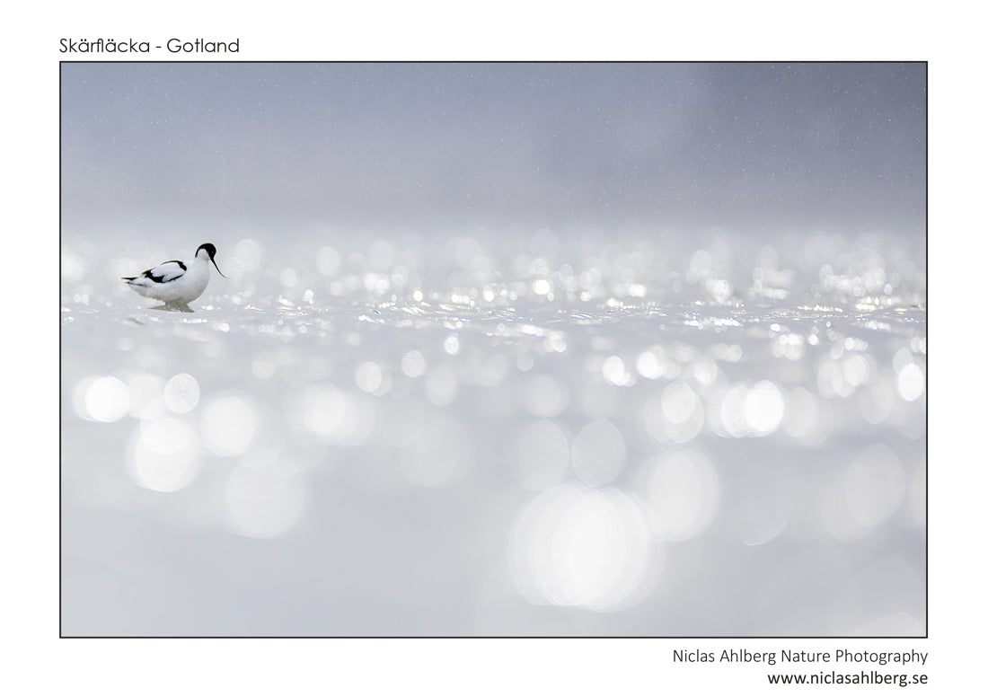 Bubbly avocet