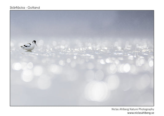 Bubbly avocet