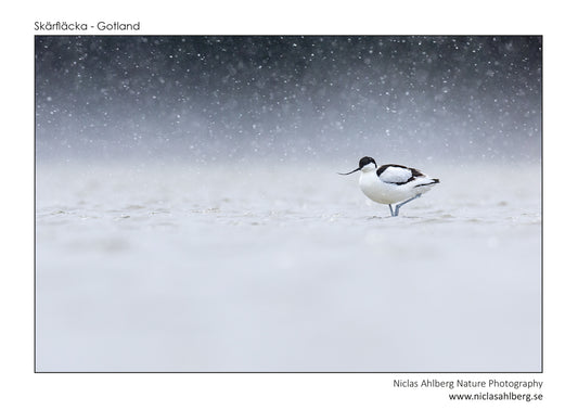 Avocet in snow