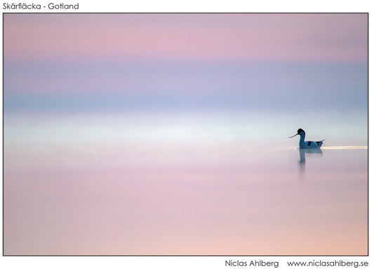 Avocet in stillness