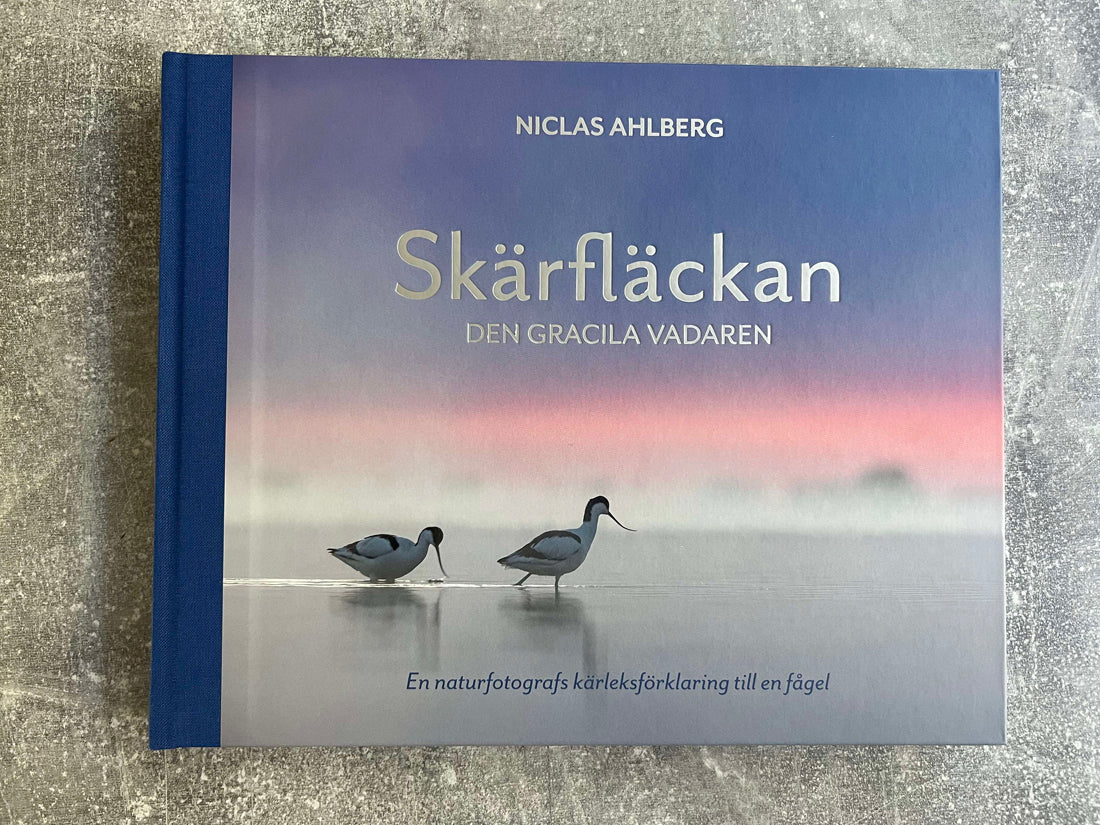 Skärfläckan - den gracila vadaren