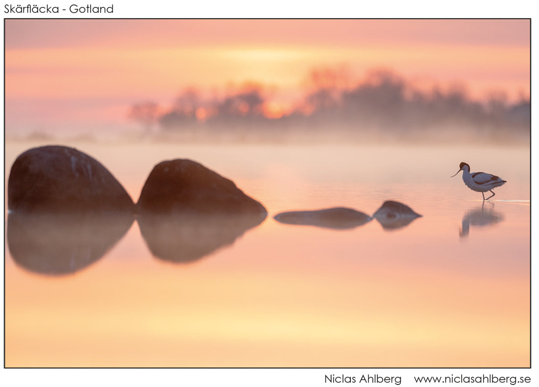 The avocet and the reef