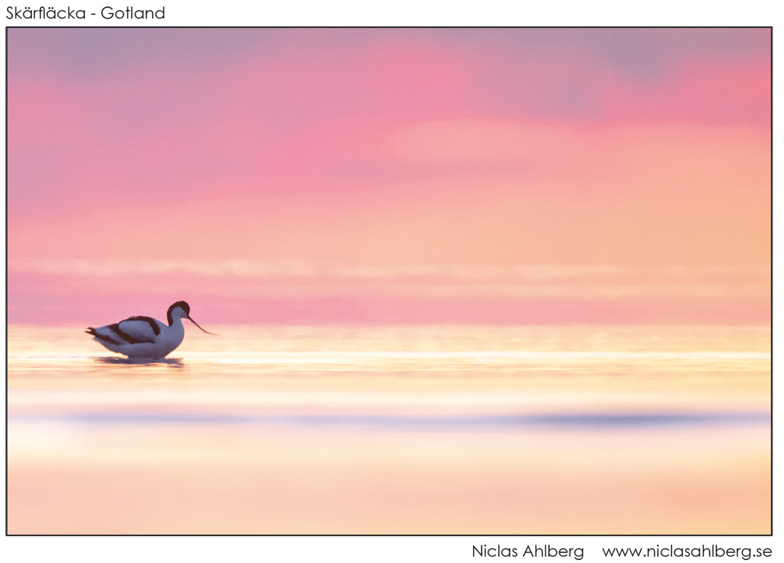 Avocet dawn