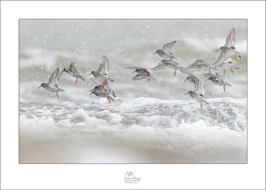 Purple sandpipers in snowfall