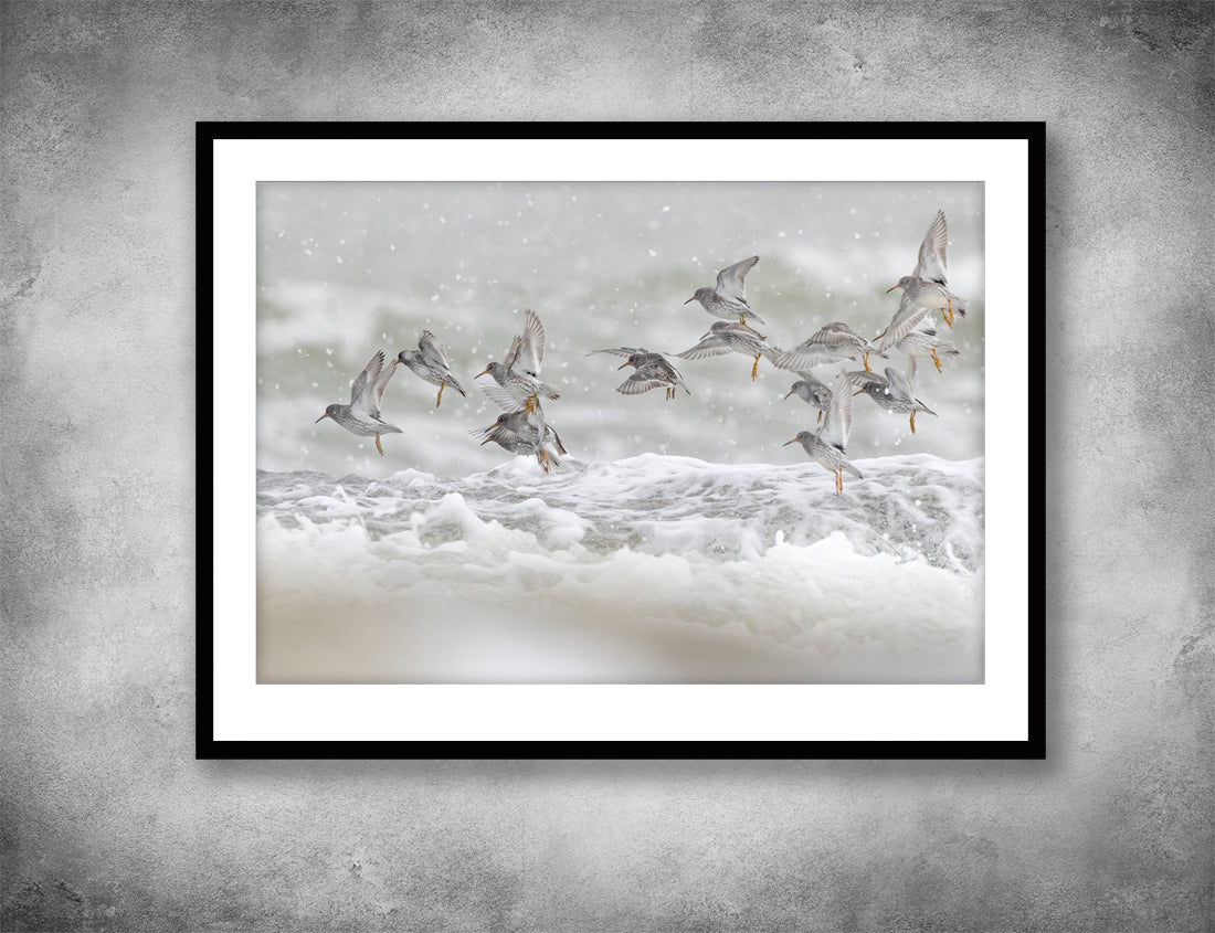 Purple sandpipers in the Snow