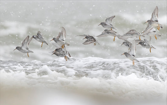 Purple sandpipers in snow