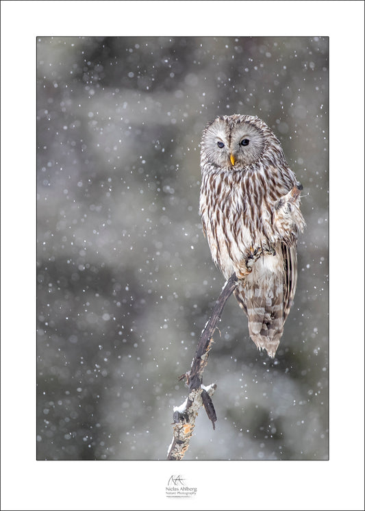 Ural owl in snow