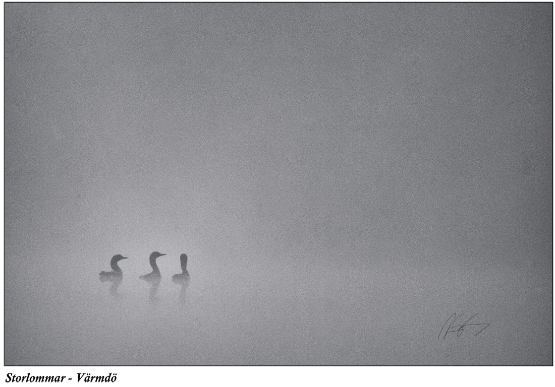 Black-throated divers in the mist 