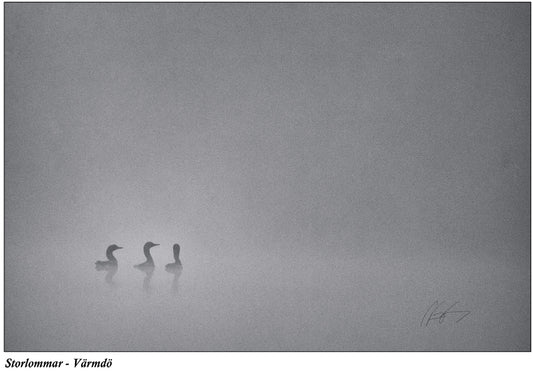 Black-throated divers in the mist 