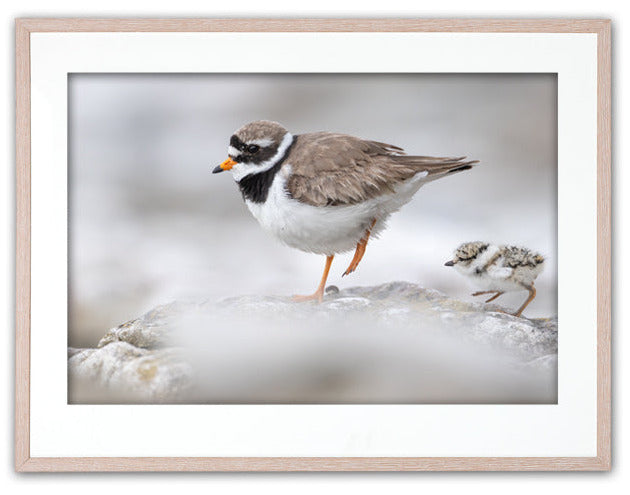 Större strandpipare