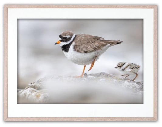 Större strandpipare