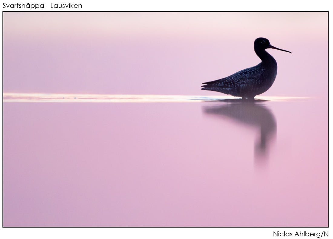 Spotted sandpiper in pink ocean